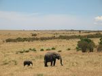 14780 Small and big elephant.jpg